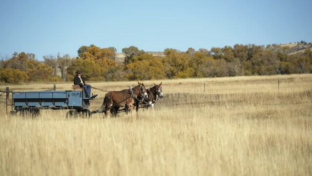 Man in wagon drives mule team through tall golden grass of autumn