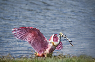Roseate Spoonbill with wings aloft,standing in grass at water's edge with nesting material in beak