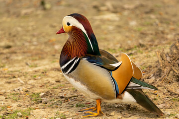 Mandarian Duck
