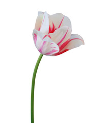 tulip remove background (.png file)