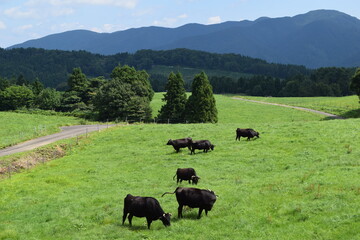 Fototapeta premium 牛の放牧 月山高原牧場 山形県