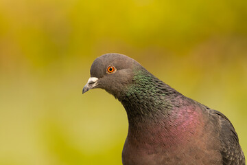 Pigeon