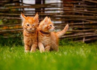 Two beautiful ginger maine coon kittens walking near each other on green grass background on summer...