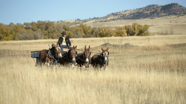 Close on approaching wagon and mule team driven by farmer in Montana meadow