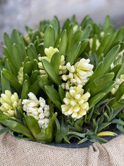 beautiful bouquet of white hyacinths, close-up. Bouquet for a holiday, celebration. Flower trade, private business, losses, loss of customers, spring bouquet