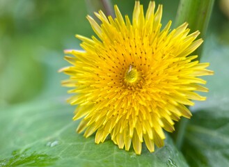yellow flower on green leaves, dandelion flower background 