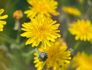 yellow flowers background 