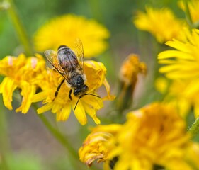 bee on yellow flower, wildlife background 