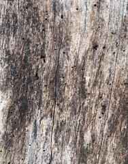 Old wood texture