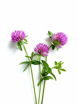 pink clover flowers isolated on white 