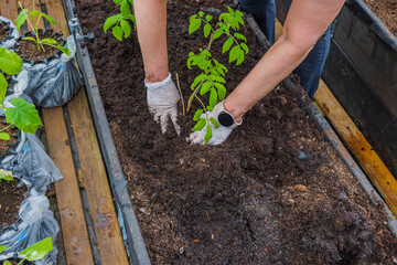 Naklejka premium Close-up view of female hands planting tomato seedlings. Sweden.