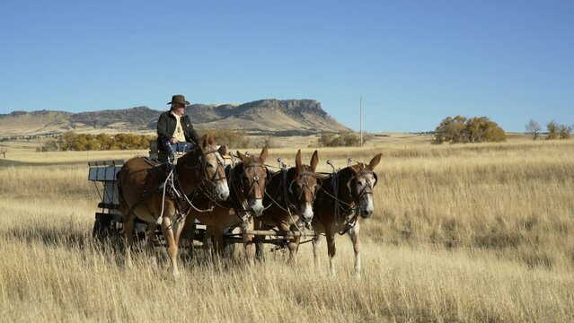 Mule team approaches camera on fall day driven by older farmer in Montana