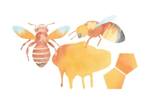 Watercolor bee with honeycomb hand painted illustration - isolated on transparent background, in fly