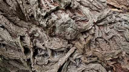 Close-up photo of natural wood grain. Image of abstract wood texture with earthy tones, ideal for backgrounds, textures, design projects and patterns