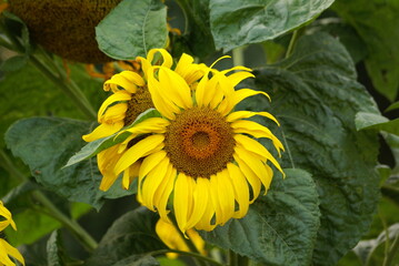 Close up photo of a large, vibrant yellow sunflower with green leaves in the background. Cheerful image for nature and gardening designs, health and wellness content, or seasonal marketing materials