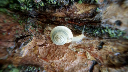 Close-up macro photo of a tiny snail crawling on green mossy tree bark with blurred edges. Perfect for nature magazines, articles about animals, background design and educational materials