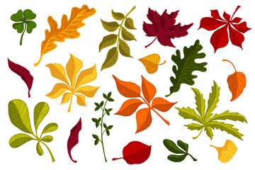 Colorful autumn leaves.Vector graphics.