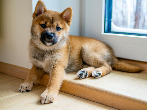 Portrait of cute Shiba Inu small dog, puppy, Close up. Dogecoin. Red-haired Japanese dog smile portrait. Illuminating color, cryptocurrency, electronic money. High quality photo for postcard