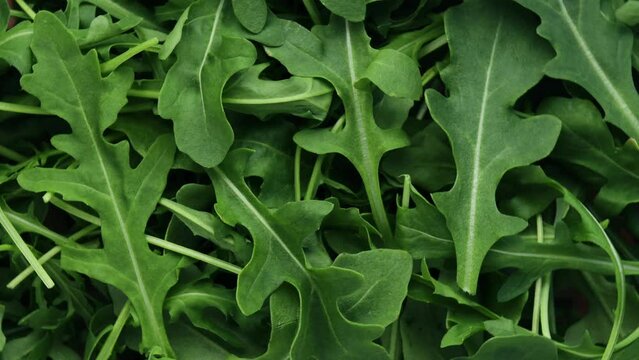  fresh green arugula, rotation in circle. natural vegetarian food, Turning. selective focus. ingredient for Caprese salad
