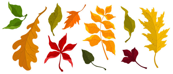 Colorful autumn leaves.Vector graphics.