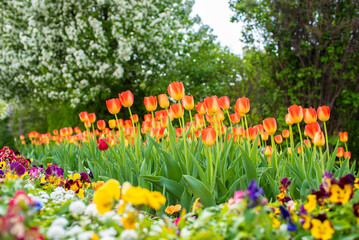 many flowers - tulips, pansies in a flower bed in the garden in Gorky Park