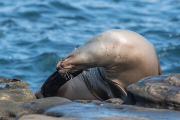 Obraz premium sea lion on the beach