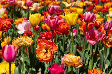 Beautiful tulips field with different varieties of tulips. Selective focus. Floral background