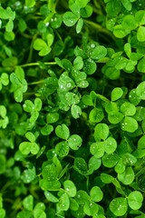 st patrick clover