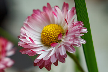 pink flower