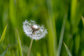 Soft selective focus half fall of white fluffy flower dandelion with green meadow as backdrop, Taraxacum erythrospermum or common name red-seeded dandelion, Nature floral background.