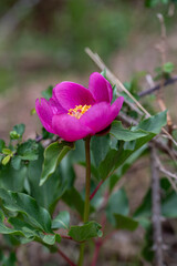 Wild peony flower (Paeonia coriacea) in a forest in Granada, Spain