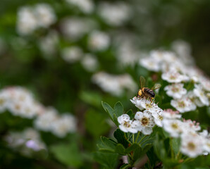 Honey bee on small white flowers on the branch of a forest tree