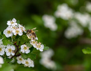 Honey bee on small white flowers on the branch of a forest tree