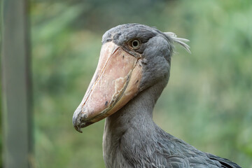 Obraz premium encountered animals on the roads