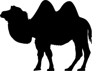Camel animal black and white illustration

