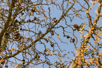 larch tree in sunny weather in early spring