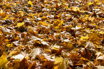 Bright maple foliage illuminated by sunlight