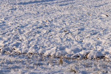 grass covered with snow and ice in winter