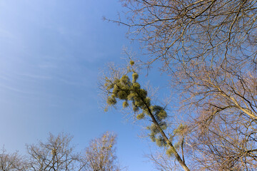 Trees covered with the mistletoe parasite in early spring