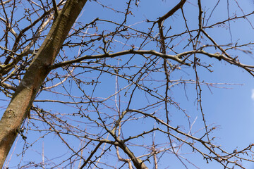 apple tree in sunny weather in early spring