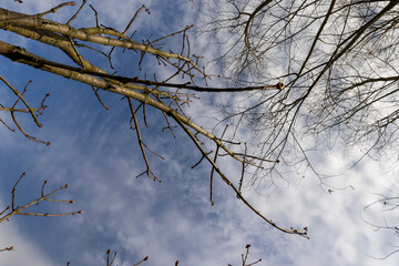 trees of different varieties in the spring season