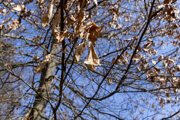 Branches of oak trees in the park in spring sunny weather