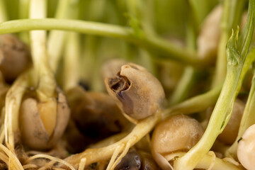 sprouted peas covered with mold and fungus, close-up