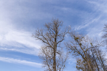 Tall deciduous trees in early spring without foliage