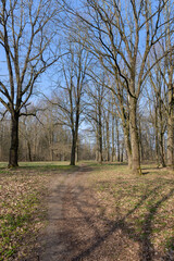 walking path in the park in early spring, sunny weather