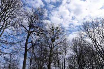 maple trees without foliage in the spring season