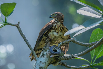 Obraz premium A crested goshawk Accipiter trivirgatus native to tropical asia attack a sunbeam snake xenopeltis unicolor with natural background 