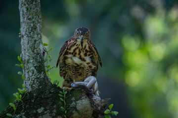 A crested goshawk Accipiter trivirgatus native to tropical asia attack a sunbeam snake xenopeltis unicolor with natural background 