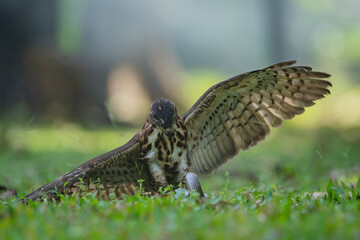 A crested goshawk Accipiter trivirgatus native to tropical asia attack a sunbeam snake xenopeltis unicolor with natural background 