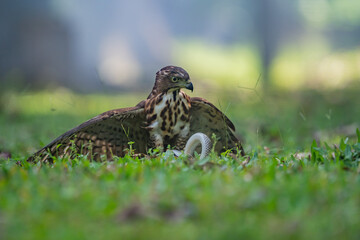 A crested goshawk Accipiter trivirgatus native to tropical asia attack a sunbeam snake xenopeltis unicolor with natural background 